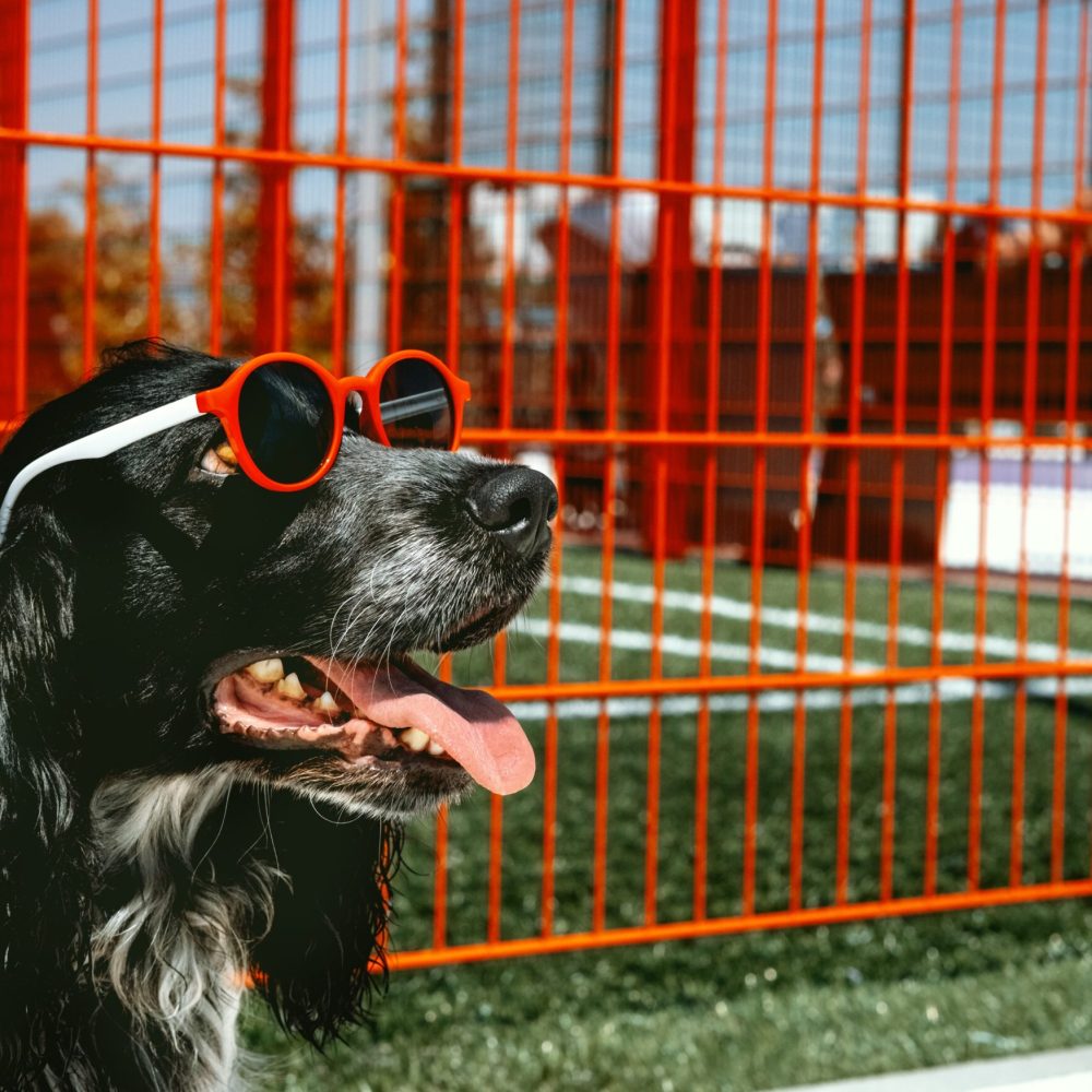 dog wearing sunglasses