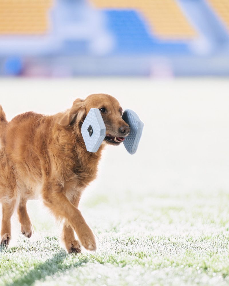 Golden retriever in front of competition background
